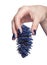Female hands with blue Christmas fir-cone and shiny nails manicure isolated on white