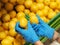 Female hands in blue gloves choosing a lemon in supermarket