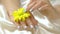 Female hands caress chrysanthemum, slow motion.