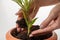 Female hands are caring  - are adding soil to plant new small green sprout in the flower pot.  World Compassion Day.