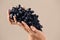 Female hands with cluster of fresh ripe juicy grapes on light background