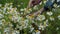 Female hands collect daisies in a wicker basket. Many chamomiles sway in the wind.