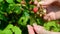 Female hands collect raspberries in garden