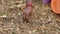 Female hands collect sandalwood seeds from fields for a new plantation