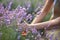 Female hands collecting lavender harvest in field.