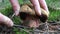 Female hands cut fresh edible young mushroom in forest.