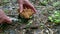 Female hands cut spring mushroom with a knife. First mushrooms in springtime