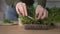 female hands cuts radish microgreens with scissors for salad, plant with purple stems and green leaves in growing tray