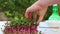Female hands cutting radish microgreens with scissors against greenery. Growing microgreens. Healthy food, vegan food