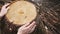 Female hands embracing a stump of felled tree