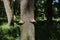 Female hands embracing tree trunk in a deep green forest with sunshine