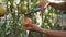 Female hands of farmer picking tomatoes growing in plant tomato vegetables on branch in greenhause. Farming harvesting