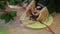 Female hands folding napkins. waiter folding napkin artistically with a flowers at restaurant table.