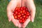 Female hands with freshly harvested rose hips. Medicinal plants and herbs composition. Bright red berries. Picking autumn healthy