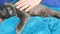 Female hands gently stroke the fur of a gray cat that sleeps on her lap. Cat purrs and massages with his paws