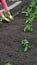 Female hands in gloves plant tomato seedlings in open soil in vegetable garden, green farm concept, selective focus