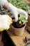 Female hands in gloves during transplanting work in hothouse