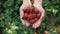 Female hands with handful of ripe strawberries healthy organic harvest in garden