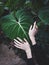 Female hands with handmade rings on a background of tropical leaves, Blogger style, Atmospheric, Selective focus