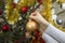 Female hands hang a gold Christmas ball on a green Christmas tree.