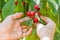 Female hands harvesting cherry