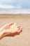 Female hands hold a beautiful cockleshell in the palms against the background of the sandy beach and the water of the