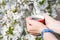 Female hands hold a cup of coffee with flowering cherry tree on