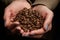 Female hands hold a handful of coffee beans.