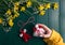 Female hands hold a Martenitsa, Martisor, on a green wooden table framed with yellow daffodils