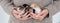 Female hands hold newborn blind sleeping kittens. Funny domestic animals