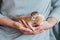Female hands hold newborn blind sleeping kittens. Funny domestic animals