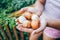 Female hands hold an onion . harvesting, organic food