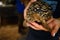 Female hands hold small tortoise close up