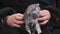 Female Hands Hold and Stroke Cute Scottish Straight Tabby Kitten Close-up