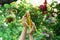 Female hands hold yellow glass little bottle with organic oil on natural background