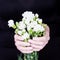 Female hands holding bouquet of white carnation flowers on black background