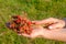 Female hands holding a bunch of ripe berries of wild red strawberries. Fragrant sweet organic gifts of nature