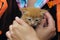 Female hands holding a cute ginger kitten. Pet and owner, cropped shot. Animals, pets, animals day, rescue animals concept.