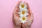 Female hands holding daisies on a pink background. Beauty and purity concept. Floral composition