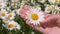Female Hands Holding A Daisy And A Finger Gently Stroking The Petals Of A Flower