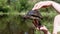 Female Hands Holding a European Pond Turtle on a Blurred Background of a River