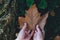 Female hands holding a fallen autumn leaf, contrasting with the green plants beneath it and the woody texture.