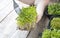 Female hands holding a fresh microgreen sprouts and fork