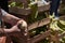 Female hands holding organic agroecological onions near stacks of banana crates