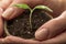 Female hands holding plant pot with tomato seedling - macro shot