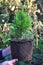 Female Hands Holding and Planting Cypress, Thuja with Roots (Thuja Occidentalis Golden Brabant).