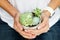 Female hands holding pot with succulent plants