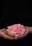 Female hands holding a rose flower close-up. the concept of respect for nature and environmental protection.