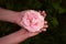 Female hands holding a rose flower close-up. the concept of respect for nature and environmental protection.