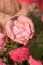 Female hands holding rose petals close-up. the concept of respect for nature and environmental protection.